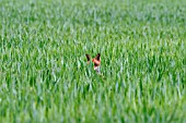 VULPES VULPES,  FOX,  IN WHEATFIELD,  FRONT VIEW