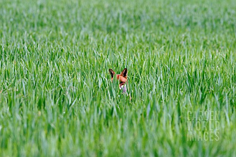 VULPES_VULPES__FOX__IN_WHEATFIELD__FRONT_VIEW