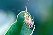 POTATO CAPSID BUG,  CALOCORUS NORVEGICUS,  ON BROAD BEAN