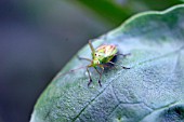 POTATO CAPSID BUG,  CALOCORUS NORVEGICUS,  ON BROAD BEAN