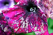 GREY MOULD,  BOTRITIS CINERAEA,  ON PETUNIA FLOWER