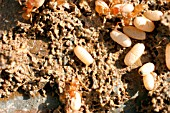 COMMON RED ANT,  MYRMICA RUBRA,  CLOSE UP OF EGGS