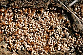 COMMON RED ANT,  MYRMICA RUBRA, EGGS UNDER STONE