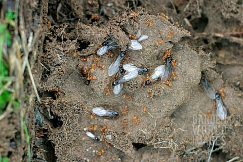 COMMON_RED_ANT__MYRMICA_RUBRA__WINGED_FORM_IN_NEST