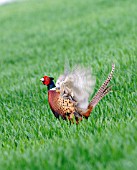 PHEASANT,  PHASIANUS COLCHICUS,  COCK CROWING,  SIDE VIEW