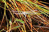 EMPEROR DRAGONFLY,  ANAX IMPERITOR,  FEMALE EGG LAYING