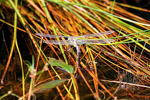 EMPEROR_DRAGONFLY__ANAX_IMPERITOR__FEMALE_EGG_LAYING