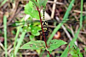 GOLDEN RINGED DRAGONFLY,  CORDULEGASTER BOLTONII