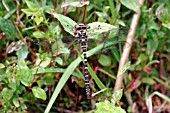 GOLDEN RINGED DRAGONFLY,  CORDULEGASTER BOLTONII