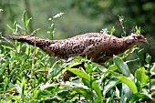 PHEASANT,  PHASIANUS COLCHICUS,  FEMALE