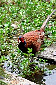 PHEASANT,  PHASIANUS COLCHICUS,  MALE IN POND