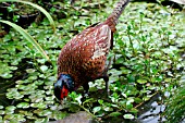 PHEASANT,  PHASIANUS COLCHICUS,  MALE LOOKING FOR FOOD