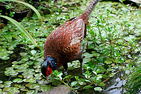 PHEASANT__PHASIANUS_COLCHICUS__MALE_LOOKING_FOR_FOOD
