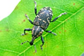 VINE WEEVIL,  OTIORHYNCHUS SULCATUS,  ON LEAF