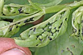 GREEN CAPSID BUG (LYGOCORIS PABULINUS) SHOWING DAMAGE TO BROAD BEAN GROWING TIP