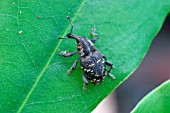 VINE WEEVIL,  OTIORHYNCHUS SULCATUS,  ON LEAF