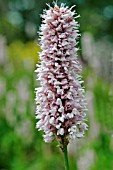 POLYGONUM BISTORTA