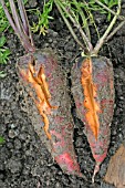 CARROT SHOWING ROOT SPLITTING