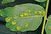 WALNUT LEAF GALL (ERIOPHYES TRISTRIATUS) ON LEAF CAUSED BY MITE