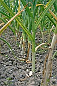 GARLIC GROWING IN ROWS