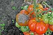 GREY MOULD (BOTRITIS CINEREA) ON TOMATO