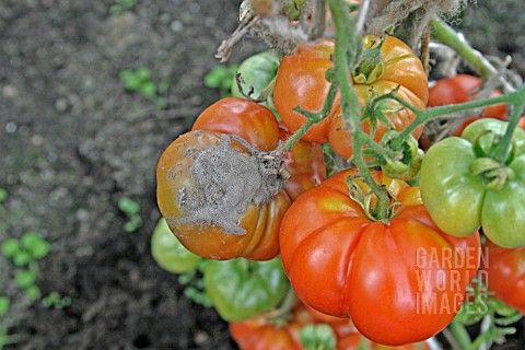 GREY_MOULD_BOTRITIS_CINEREA_ON_TOMATO