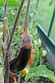 GREY MOULD (BOTRITIS CINEREA) ON AUBERGINE