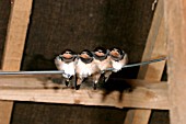 SWALLOWS,  HIRUNDO RUSTICA,  JUVENILES ON WIRE IN BARN