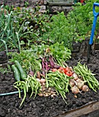 VEGETABLE HARVEST IN EARLY SEPTEMBER