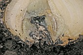 ONION WHITE ROT (SCLEROTIUM CEPIVORUM), SHOWING INTERNAL DAMAGE