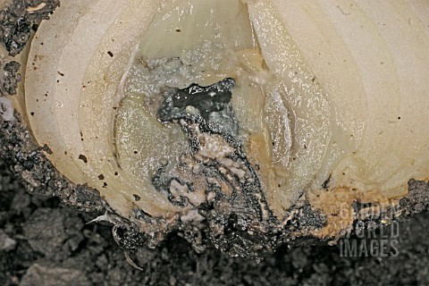 ONION_WHITE_ROT_SCLEROTIUM_CEPIVORUM_SHOWING_INTERNAL_DAMAGE