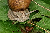 ROMAN SNAIL HELIX POMATIA