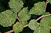 GALL MITE ON ELM LEAF