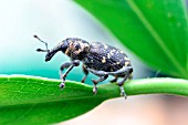 VINE WEEVIL,  OTIORHYNCHUS SULCATUS,  ON LEAF