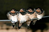 SWALLOWS,  HIRUNDO RUSTICA,  JUVENILES PERCHED ON WIRE,  CLOSE UP