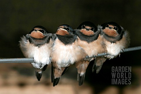 SWALLOWS__HIRUNDO_RUSTICA__JUVENILES_PERCHED_ON_WIRE__CLOSE_UP