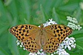 SILVER WASH FRITILLARY (ARGYNNIS ADIPPE) BUTTERFLY,  FEMALE ON FLOWER