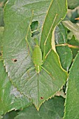 OAK BUSH CRICKET,  MECONEMA THALASSIUM,  FEMALE ON ROSE LEAF