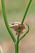 COMMON TREE FROG (HYLA ARBOREA) BALANCING ON PLANT STALK