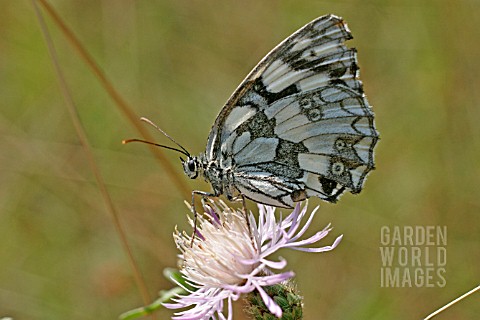 MARBLED_WHITE_MELANARGIA_GALATHEA_BUTTERFLY_AT_REST