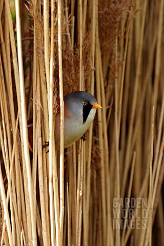 BEARDED_TIT_LOOKING_OUT_OF_REEDS