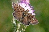 DINGY SKIPPER (ERYNNIS TAGES) BUTTERFLY,   ON THISTLE