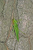 GREAT GREEN BUSH CRICKET (TETTIGONIA VIRIDISSIMA) ON TREE TRUNK