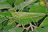 GREAT GREEN BUSH CRICKET (TETTIGONIA VIRIDISSIMA) AMONGST LEAVES