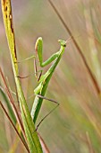 PRAYING MANTIS (MANTIS RELIGIOSA) WAITING FOR PREY