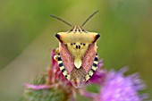 SHIELD BUG (EURYGASTER TESTUDINARIA) COMMON IN GRASSLAND