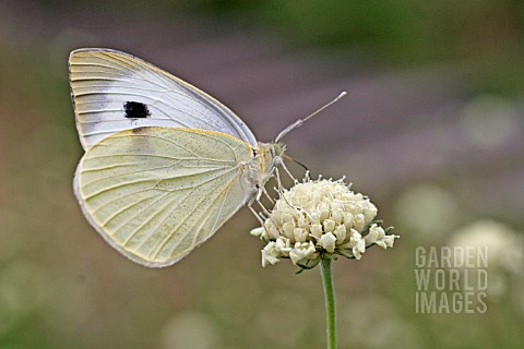 LARGE_WHITE_PIERIS_BRASSICAE_BUTTERFLY_AT_REST