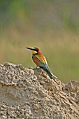 BEE EATER (MEROPS APIASTER) MALE ON TOP OF SAND PILE