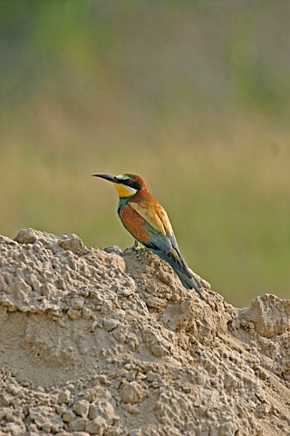 BEE_EATER_MEROPS_APIASTER_MALE_ON_TOP_OF_SAND_PILE