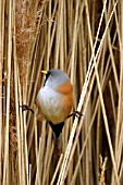 BEARDED TIT IN REEDS